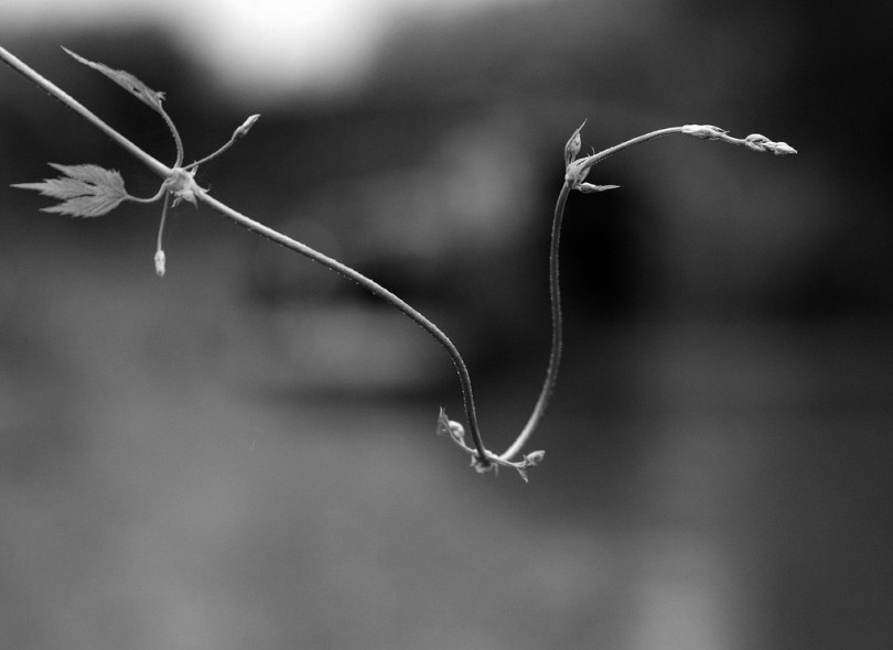 vine tendril reaching through air