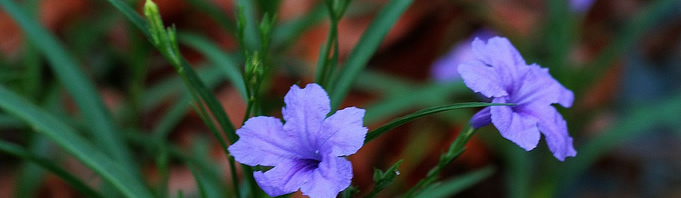 ruellia by noel hankamer