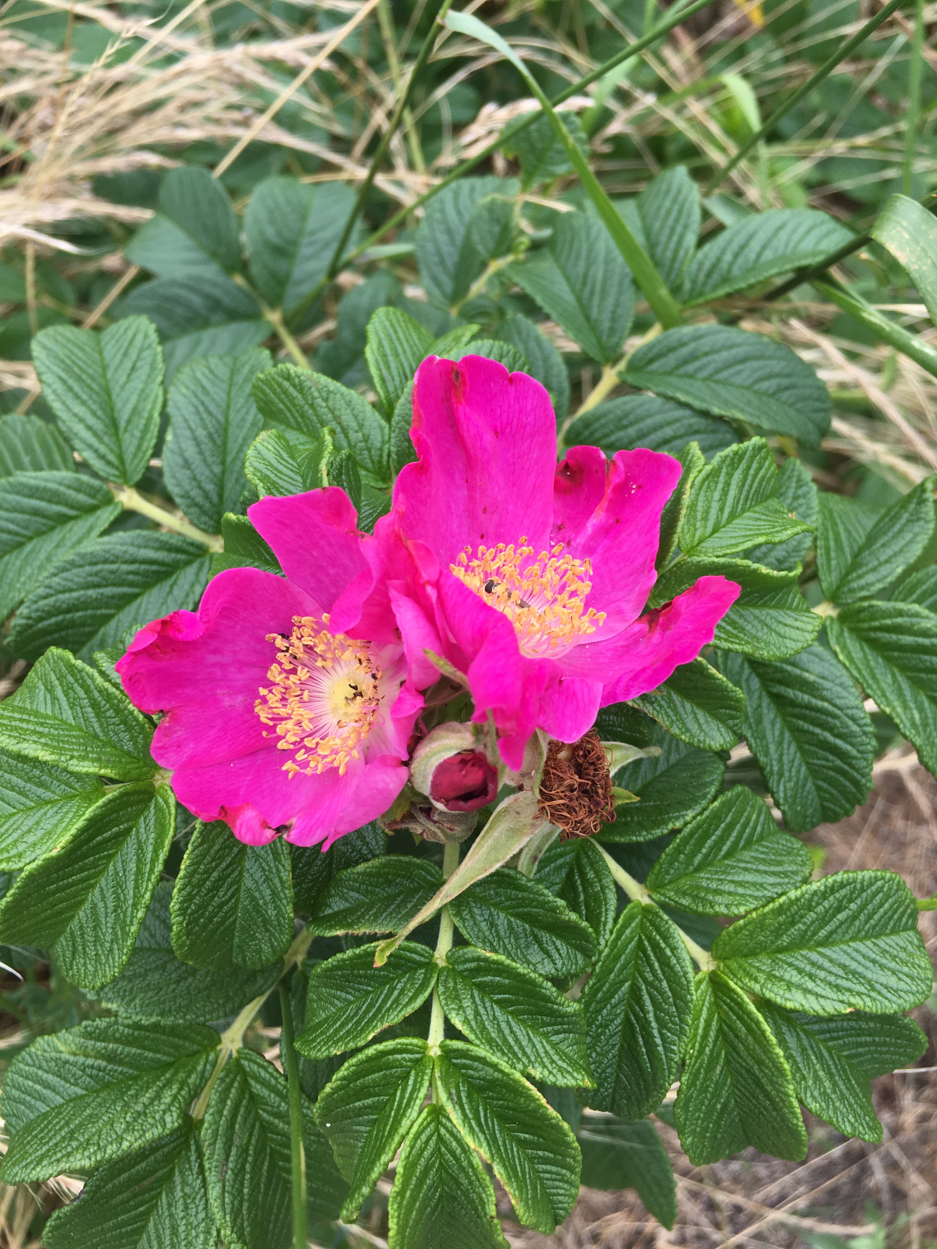 Bright pink beach rose, plus rose hips