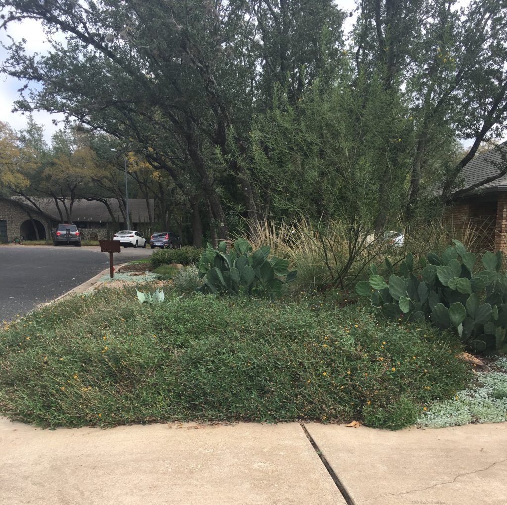 Picture of Kimbol's front yard. The xexmania has commandeered 1/3 of the space-!